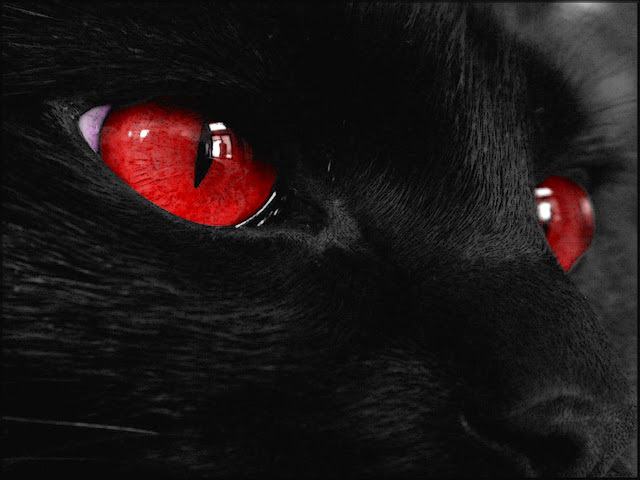 Black beast with red eyes close up desktop animal wallpaper